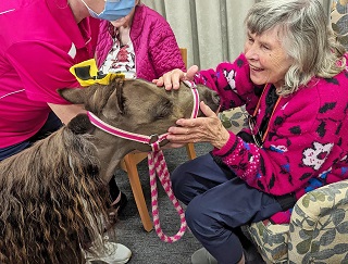 Therapy Horses Work Their Magic in Memory Support