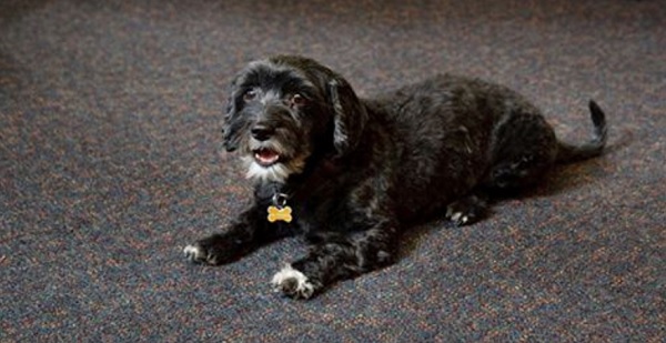 Residential Aged Care Home Finds the Paw-fect Fit
