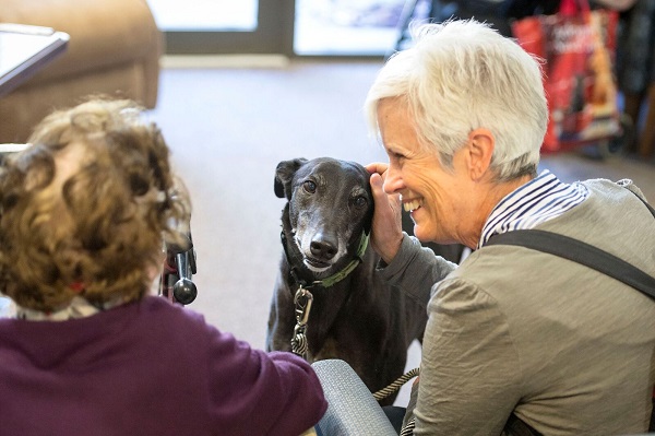 Gorgeous Greyhound Visits Residents at Regis Greenmount