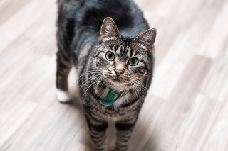Meet Cherry – Bethanie Illawong’s Adorable Cat